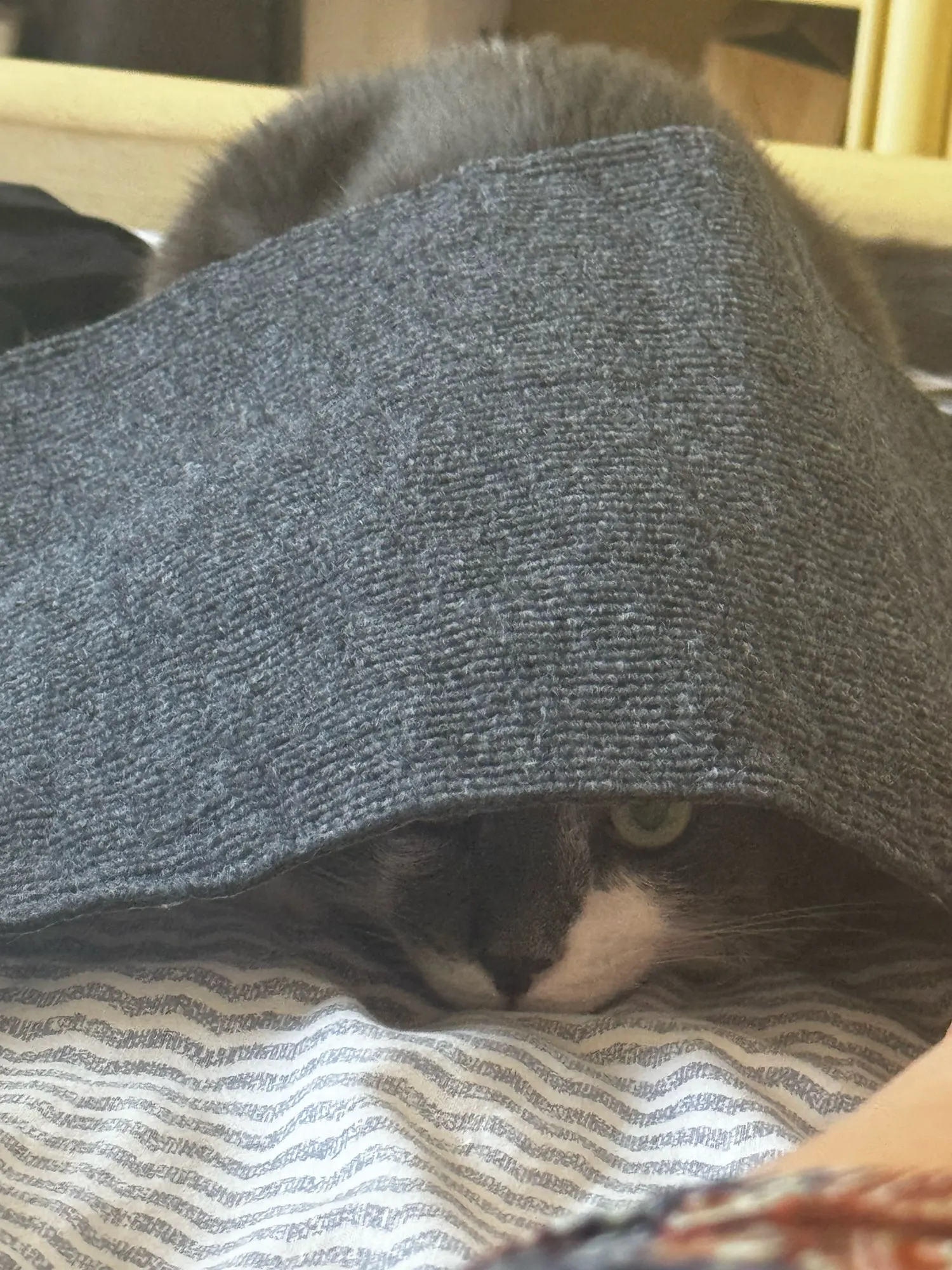 Sofa Saver Cat Scratch Mat photo review