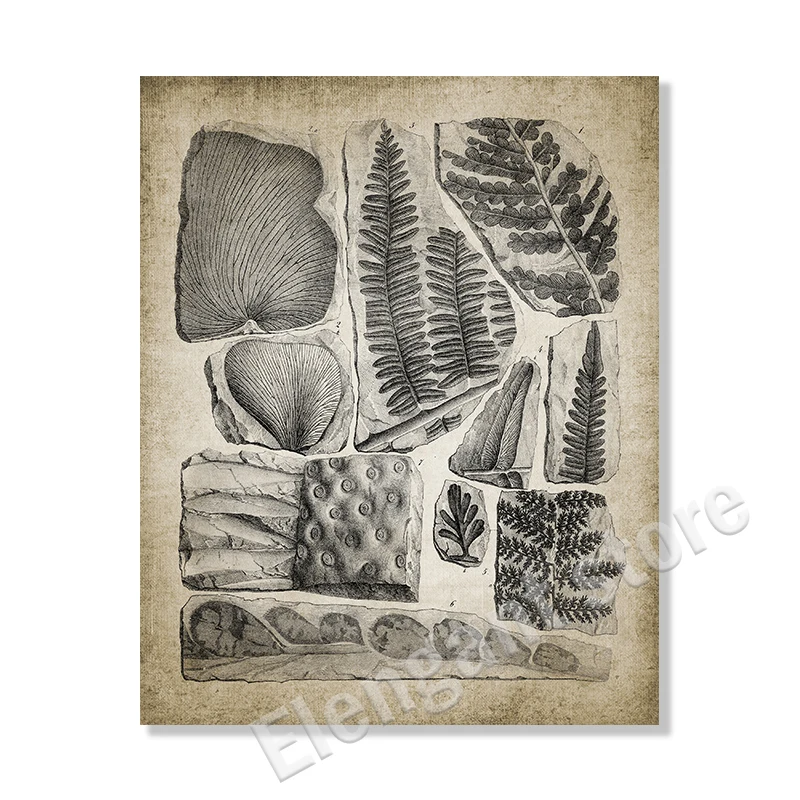Vintage Paleontology Wall Art: Trilobite & Ammonite Canvas Painting Decor