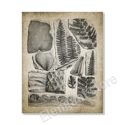 Vintage Paleontology Wall Art: Trilobite & Ammonite Canvas Painting Decor - 42x60 cm No Frame (PB22843)