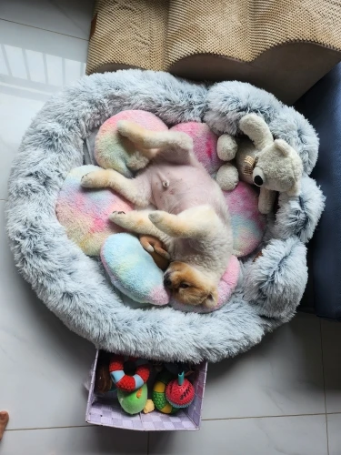 Snuggle Paws Sofa Bed: Cozy Comfort for Pets of All Sizes photo review