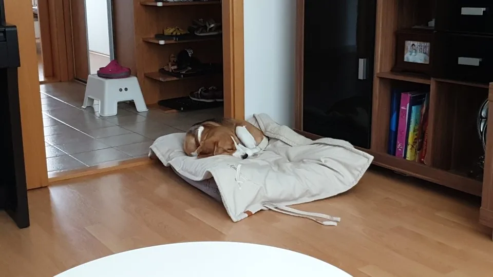 Diamante Dog Collar photo review