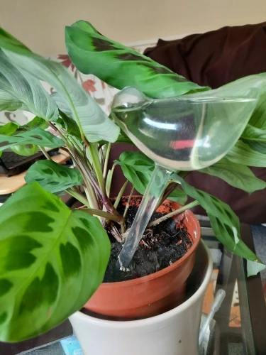 Cutie Automatic Plant Waterer