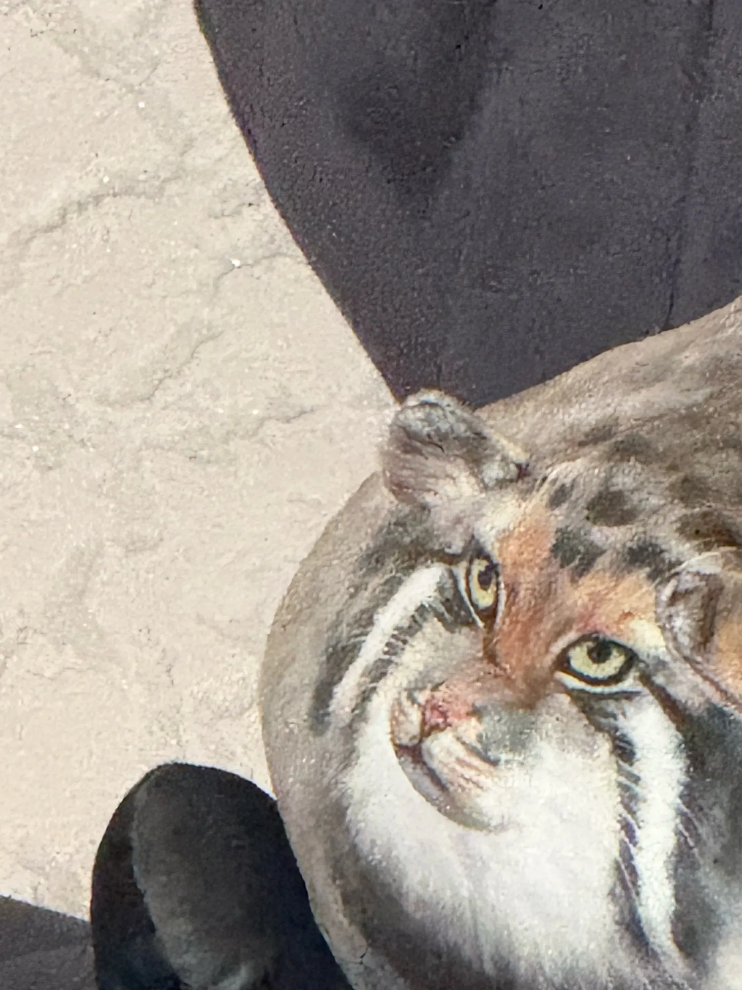 Chonky Realistic Palla's Cat photo review