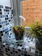 Glass Display Dome Cloche With Cork Base - 4.92x6.1 Inch Terrarium Cover For Plants, Flowers, Christmas Decor - View #6