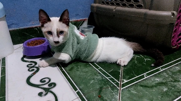 Cozy Fur, Thicken Pet Clothes for Warmth and Style, Winter Ready photo review