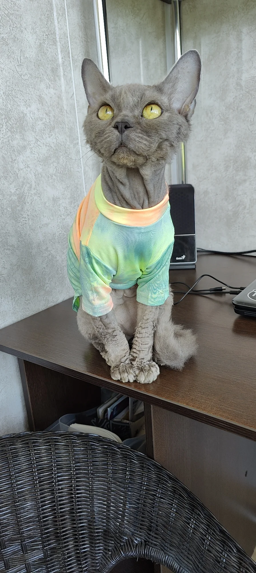 Stylish and Comfortable Sphinx Hairless Cat Clothes Deven Breathable T-shirt photo review
