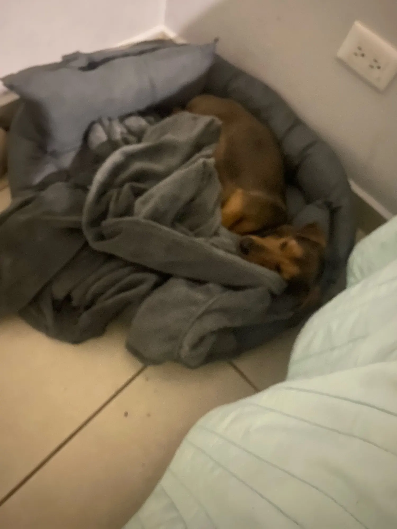 Cama 3-en-1 Para Perro