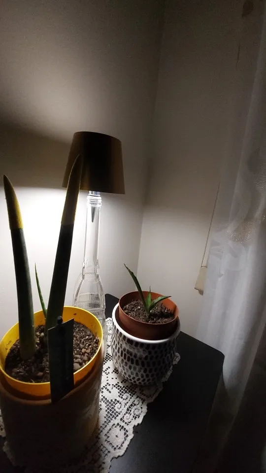 Şişe Şarjlı Masa Lambası