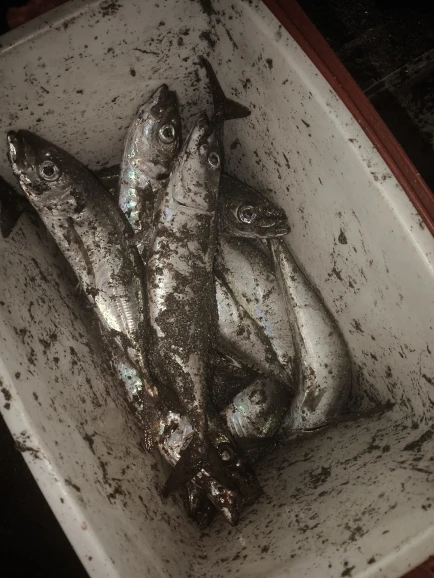 Essager Fast Charging For iPhone Usb Cable 11 12 13 Pro Max Mini Xs Xr X SE 8 7 6 Plus 6s 5 5s 2.4A Wire For iPhone Charger Cord photo review