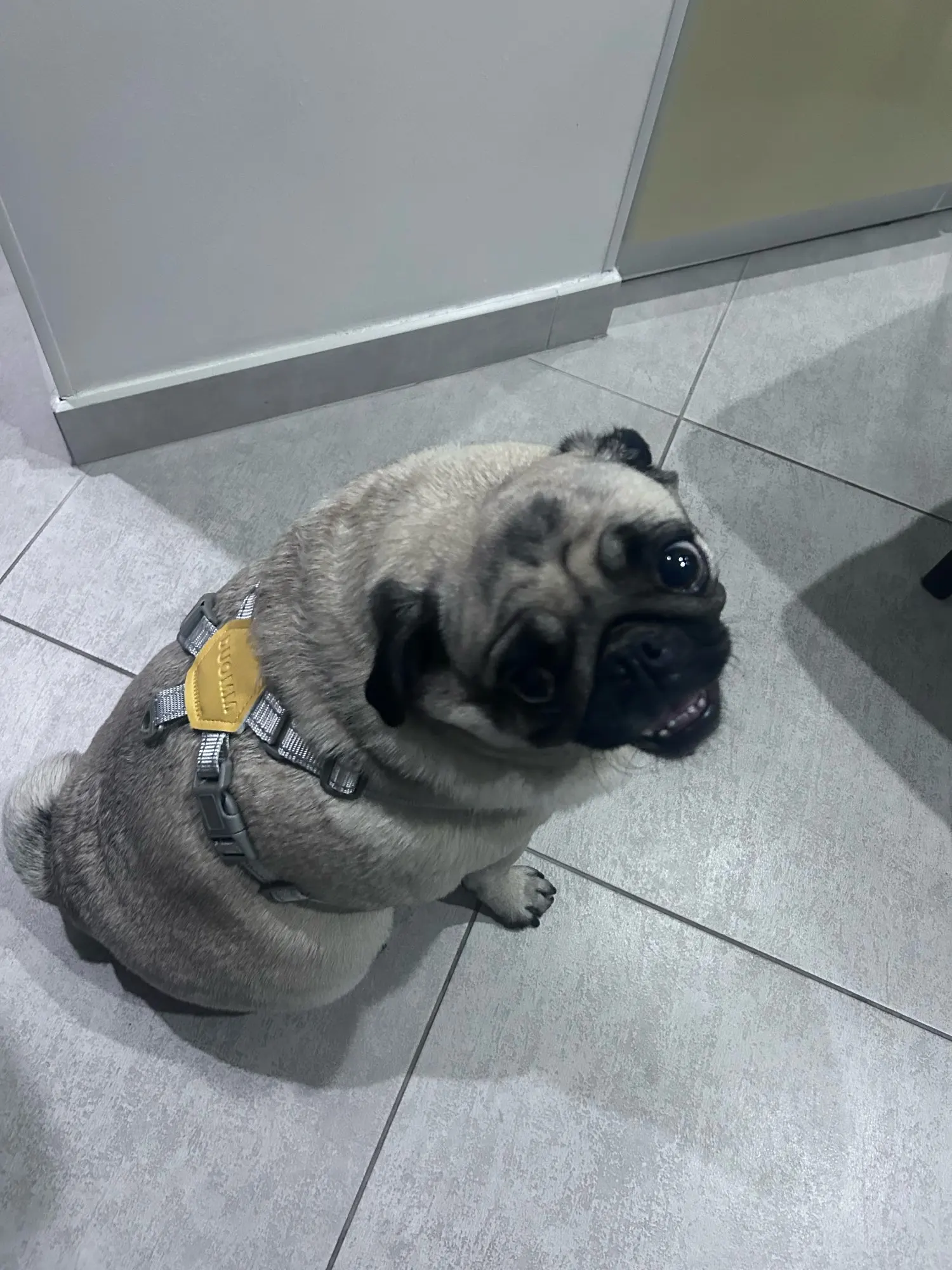 Kit Guia + Peitoral X Comfort Pet