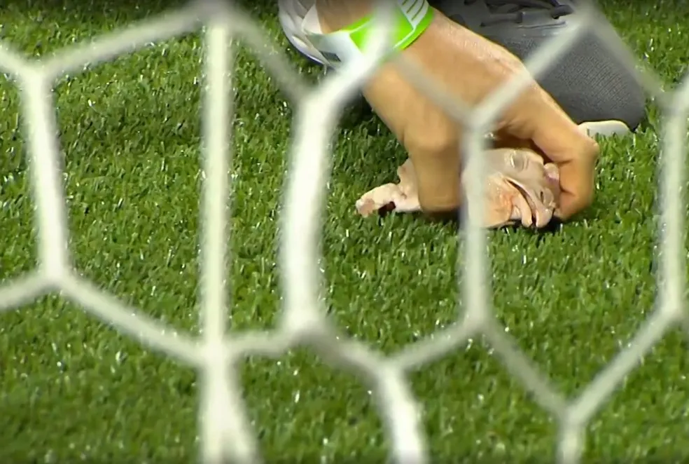 Pistola De Casa De High Pressure, Amortecedores, Tubo De Rega, Doméstica, Preto photo review