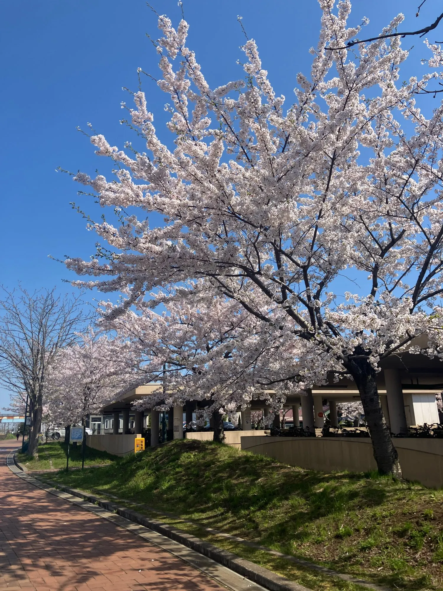 2025 Y2K Zipper Fly Camisole - Knitted Tank Top Crop photo review