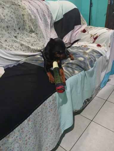 Juguete de peluche para mascotas, juguete creativo para masticar para perros pequeños y grandes photo review