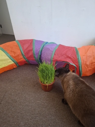 Cat Tunnel Foldable Cat Tunnel Pet Supplies Cat S T Y Pass Play Tunnel Cat Toy photo review
