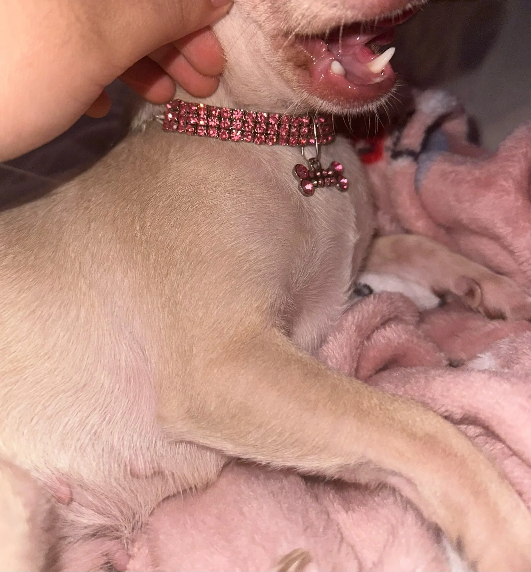 Sparkle Pup, Rhinestone Crystal Dog Collar with Custom Engraving photo review