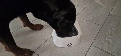 Non-Spill Dog Bowl