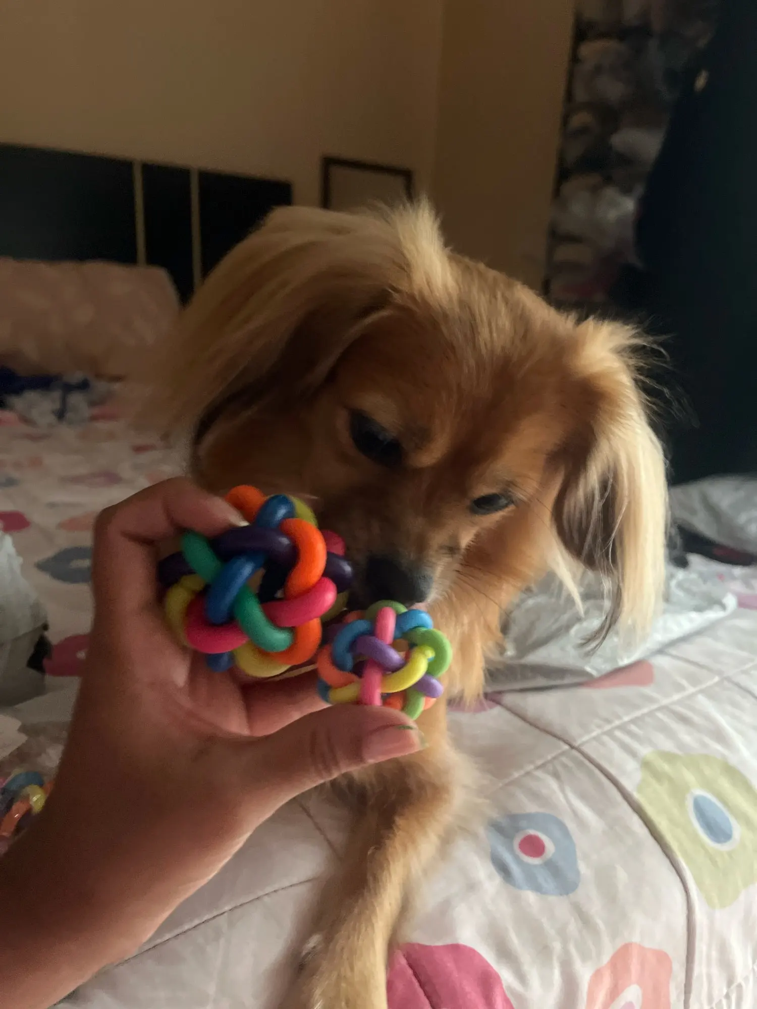 Chew 'n' Play: Colorful Training Toy Ball for Pets photo review