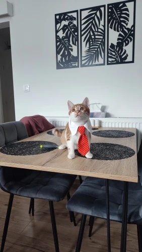 Festive Feline: Adjustable Striped Bow Tie Collar for Stylish Cats photo review