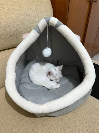 Cama para gatos de sueño profundo, cama para mascotas de dibujos animados, plegable, extraíble, lavable, cama para mascotas, alfombrilla para perros pequeños, bolsa, cueva, cama para gatos photo review