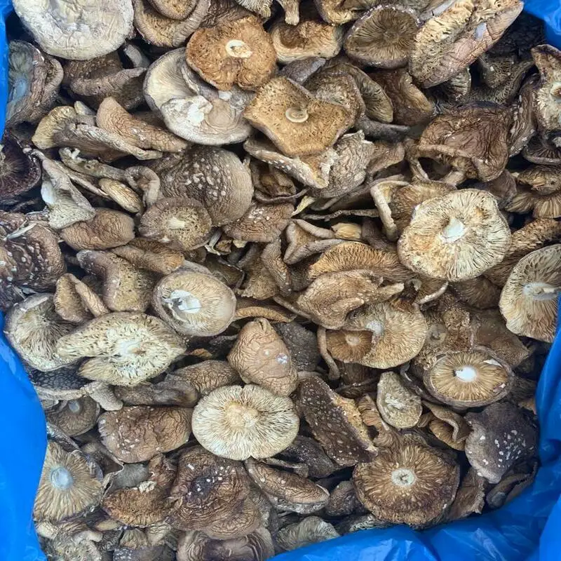 Пантерный мухомор, открытые шляпки 