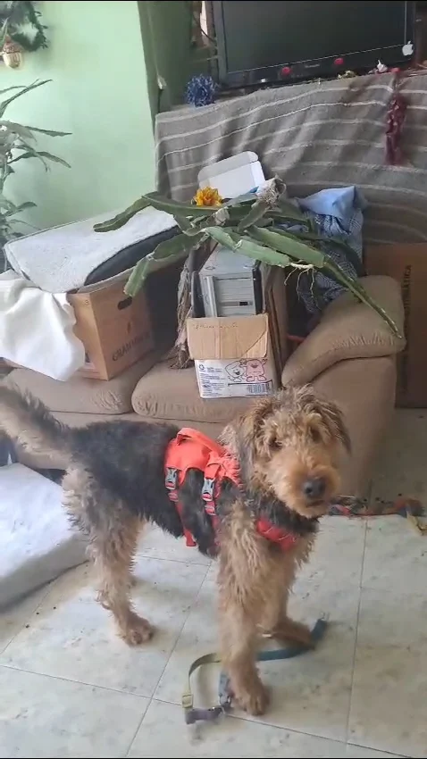 Arnés Duradero Para Perro