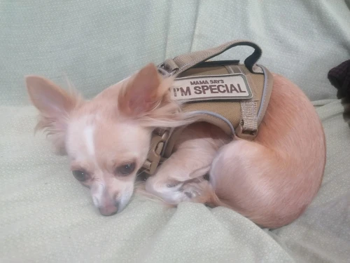 Arnés Para Perro