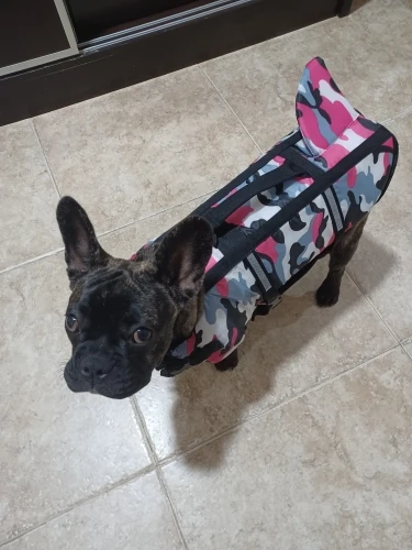 Chaleco Salvavidas Tiburón Con Estillo Para Perro