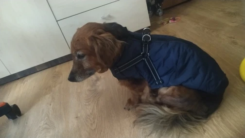 ( Black Friday Sale-40%OFF ) Pawbibi Sport - Waterproof Winter Jacket with Built-in Harness