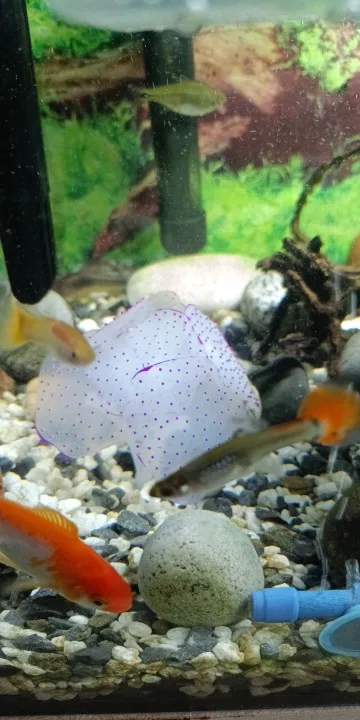 Glowing Coral Haven, Luminous Silicone Decor for a Mesmerizing Underwater Aquariumscape photo review