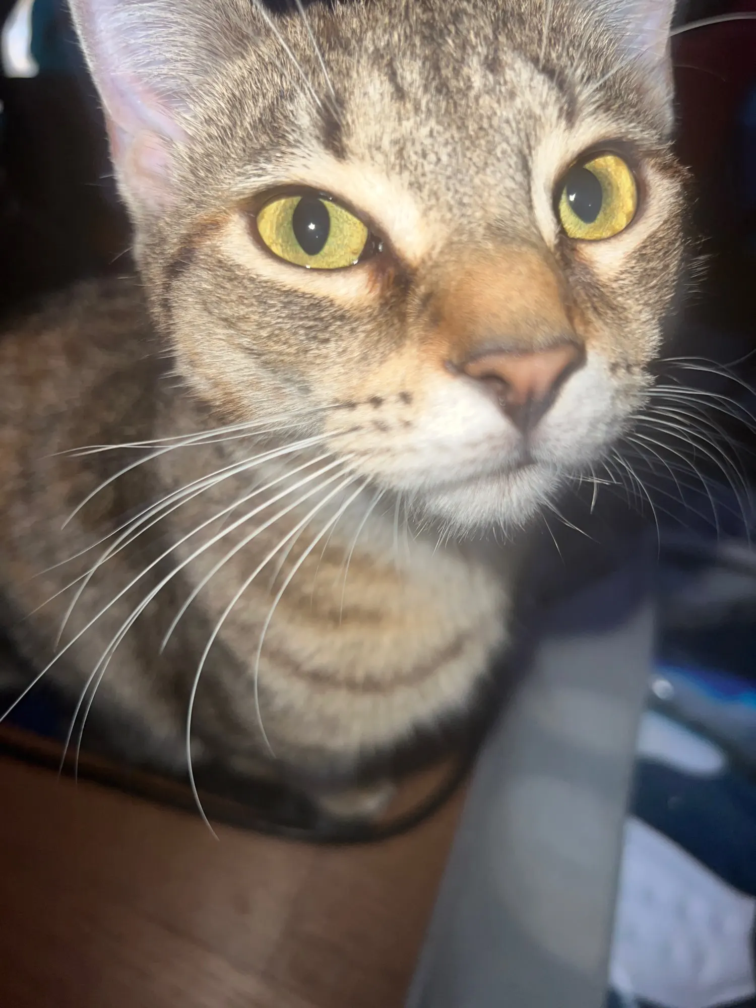 Breathable & Reflective Pet Harness: Purr-fect for Cats and Small Dogs photo review