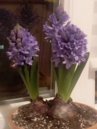 Women's Burgundy Office Suit Pants photo review