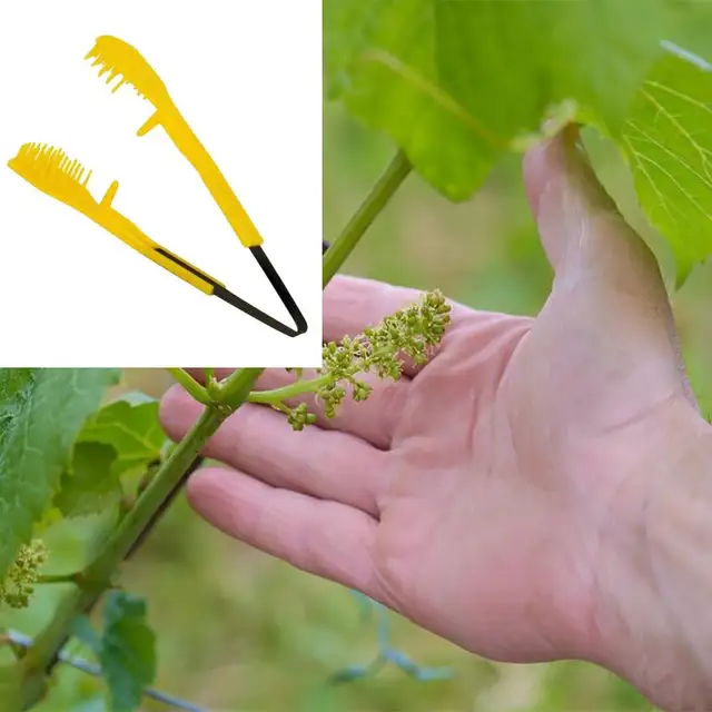 6.69inch Grape Pruning Clip Thinning Tool Handhled Fruits Grape Bud & Flower Thinning Clip for Farm Gardening Plant Hand Pruner 6.69inch Grape Pruning Clip Thinning Tool Handhled Fruits Grape Bud & Flower Thinning Clip for Farm Gardening Plant Hand Pruner