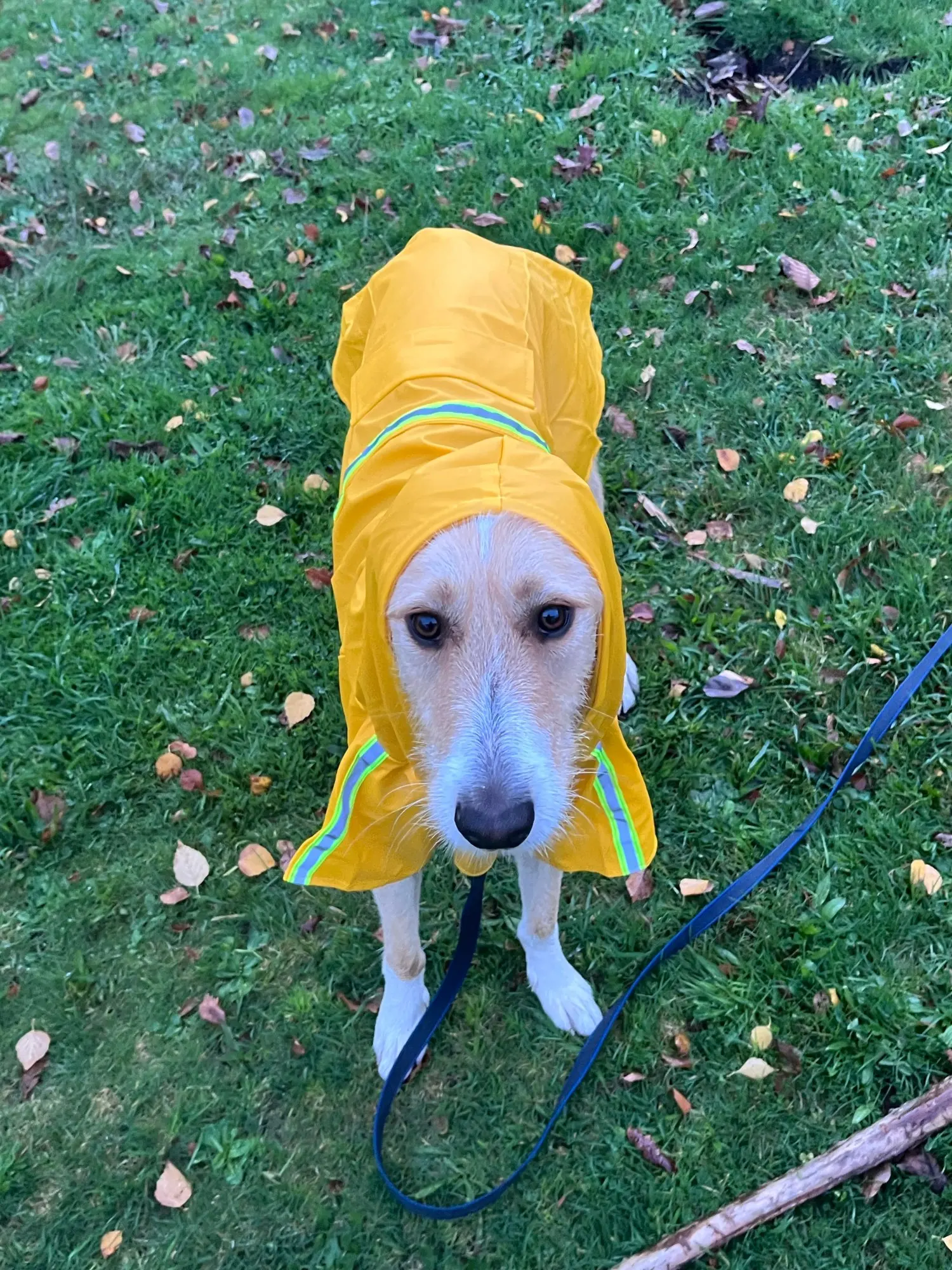 Large Dog Raincoat