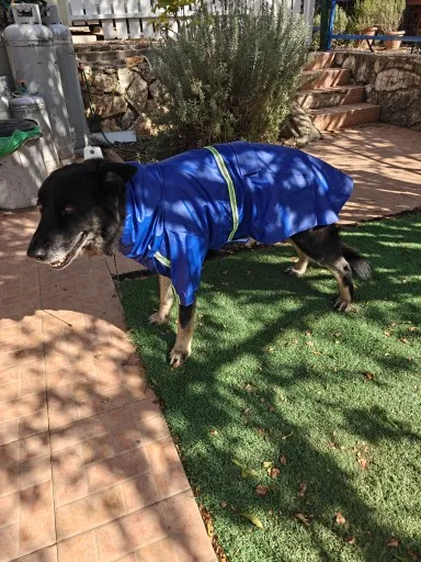 Large Dog Raincoat