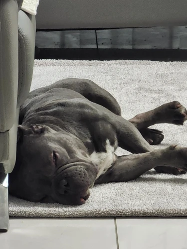 Snuggle Paws Fleece Vest, Cozy Couture for Your Furry Friend photo review