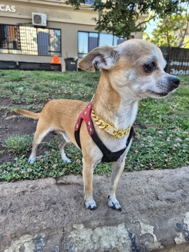 Pawsomenook™ - Crystal Collar Jewelry For Dogs And Cats.