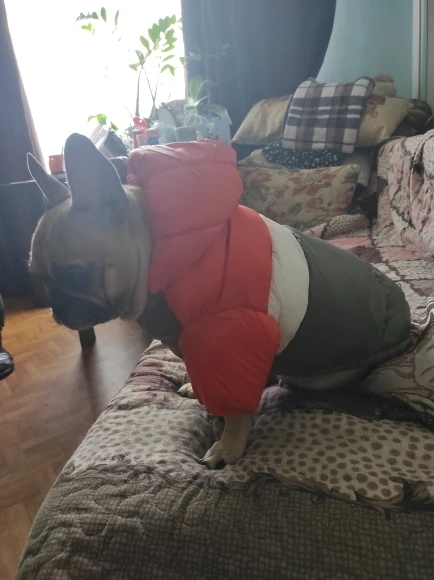 Waterproof Winter Jacket - Warm Clothes For Dogs photo review