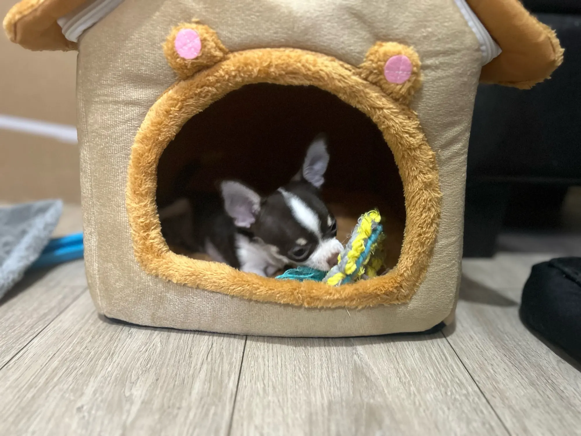 Maison chaude pour chien et chat – Lavable, coussin amovible, toutes saisons – Chenil intérieur pour animaux de petite et moyenne taille photo review