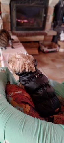 Snug Pup, Soft Winter Jacket for Stylish Small to Medium Breeds photo review