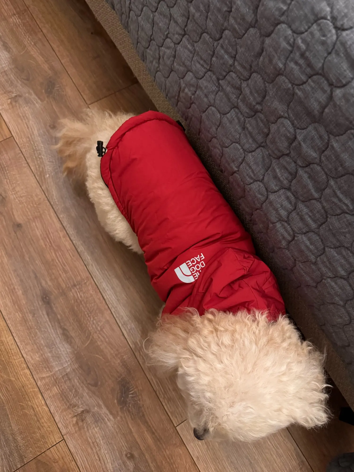 Chamarra Para Perro "THE DOG FACE"