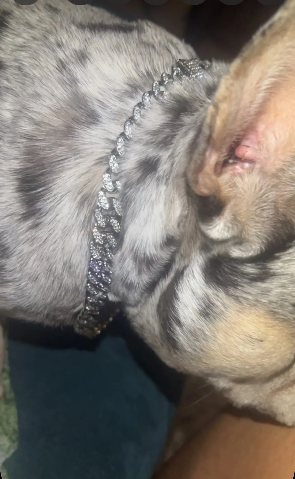 Pawsomenook™ - Crystal Collar Jewelry For Dogs And Cats.