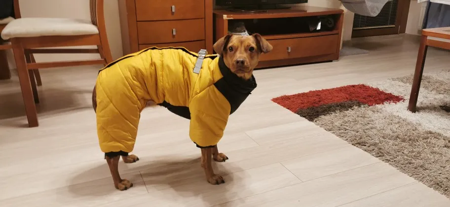 Waterproof Winter Jacket with Harness for Small to Medium Dogs, Keep Your Chihuahua Cozy and Visible in Cold Weather photo review