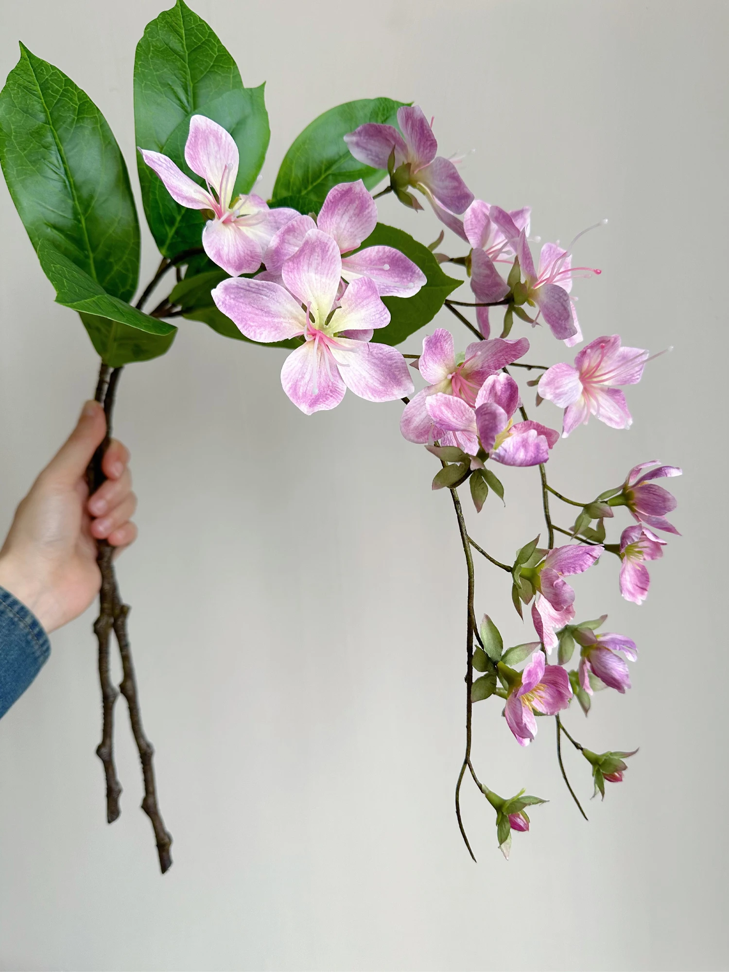 honesty money plant Money Plant (Lunaria biennis) - 20 Seeds main image 1