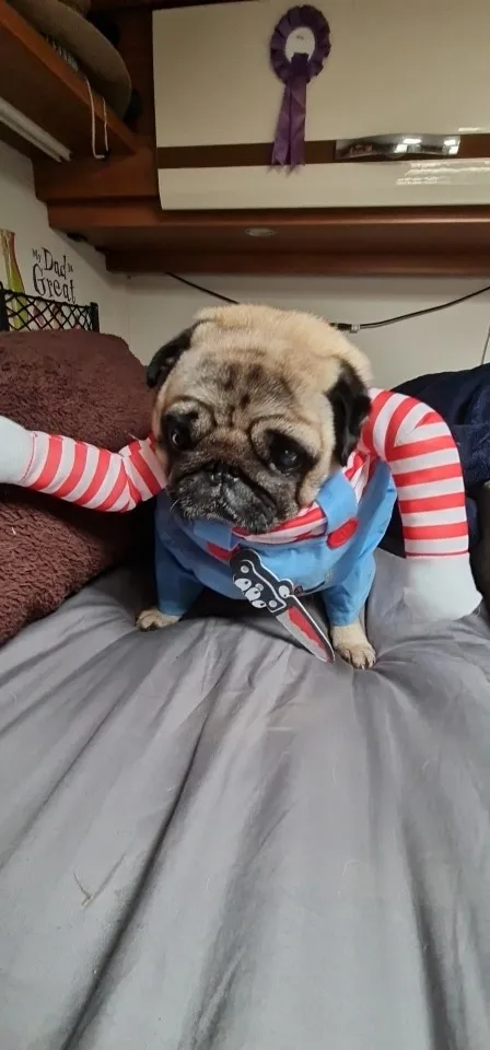 Howl-o-Ween: Funny Dog Costume Sets for Medium to Large Breeds photo review