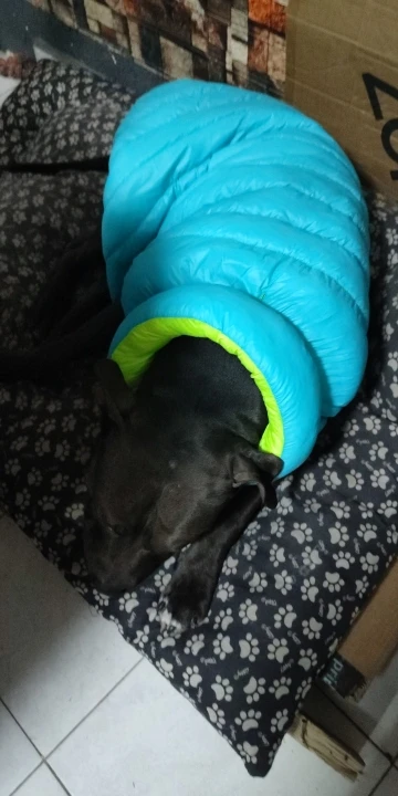 Cozy Canine Essentials: Reversible Winter Dog Vest photo review