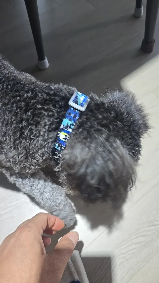 Collar Mexicano Personalizable Para Perro