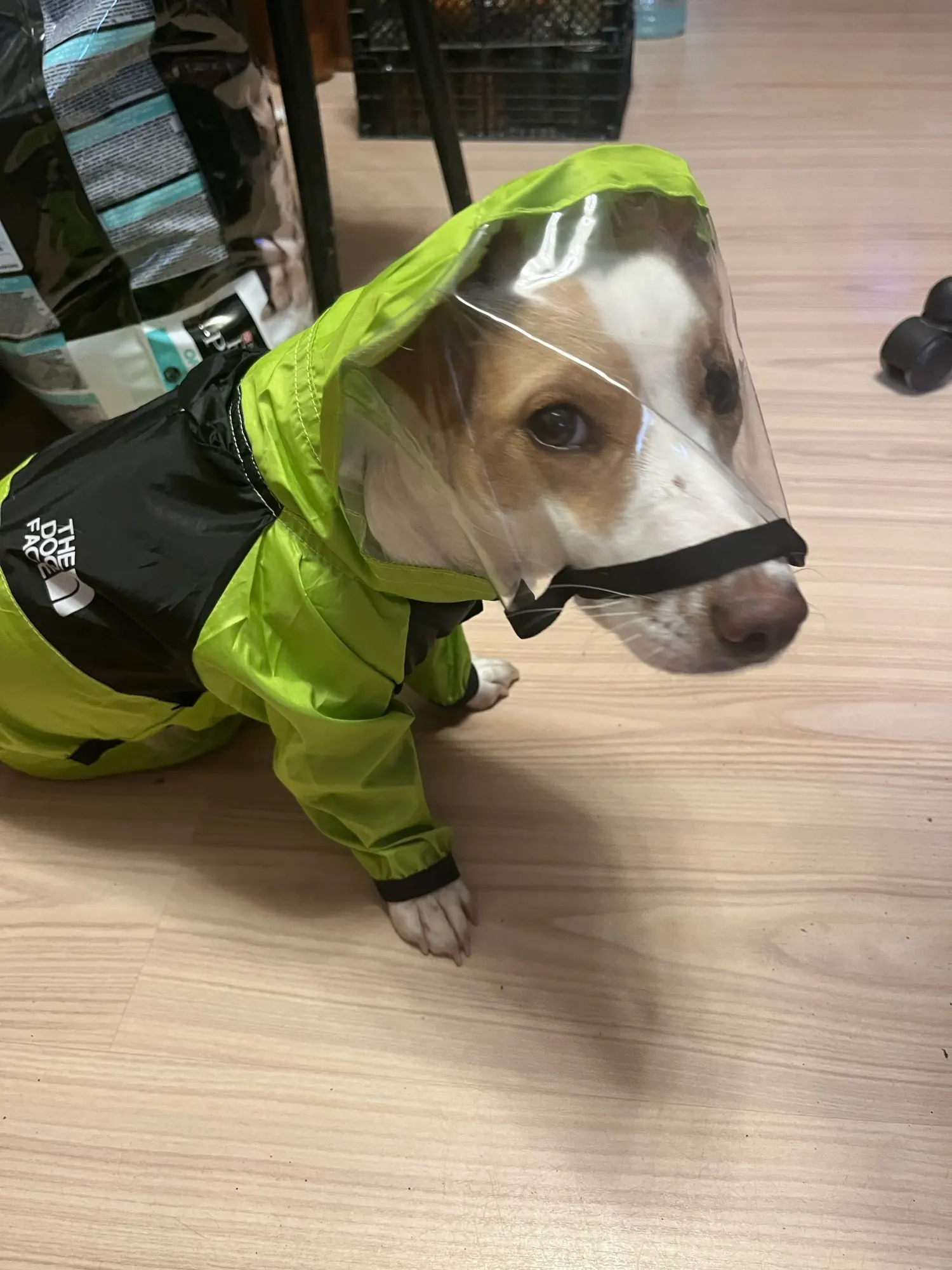 DogMega -  Double Raincoat For Dog And Owner photo review