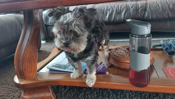 10pcs/lot G9 220-240V 25W 40W 60W Portable Warm White Halogen Bulb Light Lamp 3000-3500K Globe 230V Capsule Clear Bulbs photo review