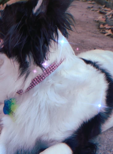 Sparkle Pup, Rhinestone Crystal Dog Collar with Custom Engraving photo review