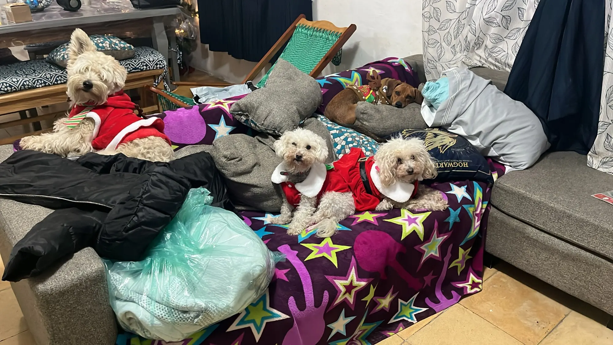 Jolly Paws: Christmas Dress for Festive Furry Friends photo review